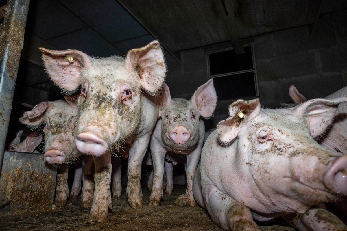 Kranke Verletzte Und Misshandelte Schweine Tierquälerei Bei Sieben Presseportal 3937