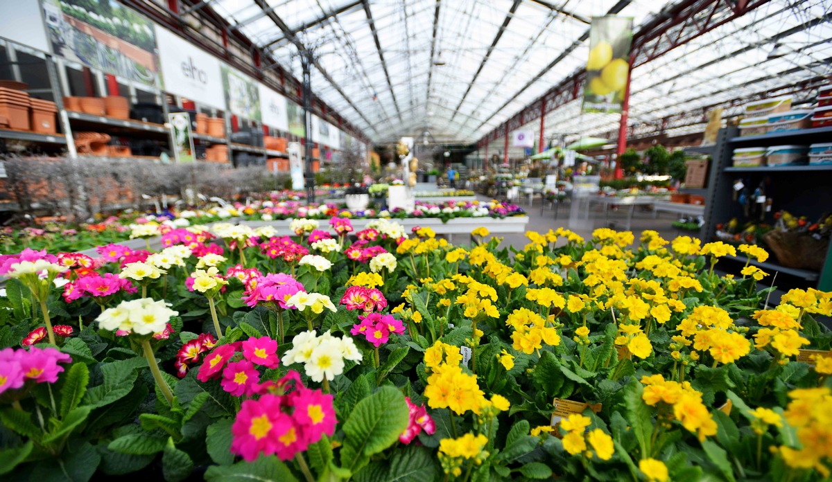 Mähroboter mit Sicherheitsproblem: &quot;ZDFzeit&quot; mit Gartencenter-Check (FOTO)