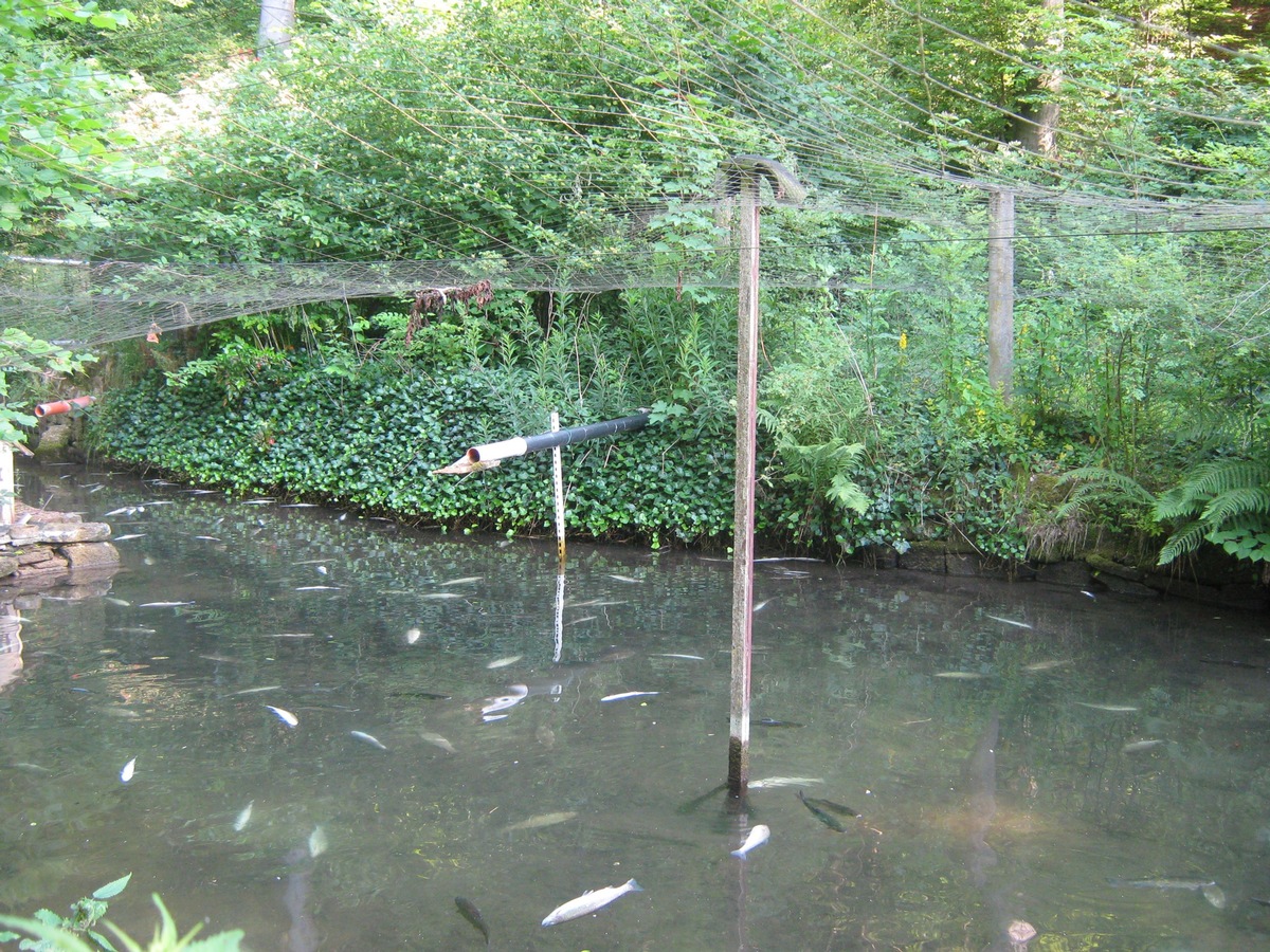 POL-HOL: Teichanlage &quot;Glockenbusch&quot; im Denkiehäuser Wald: Mangels Sauerstoff ca. 500 Forellen verendet - Unbekannter unterbrach Frischwasserzulauf -