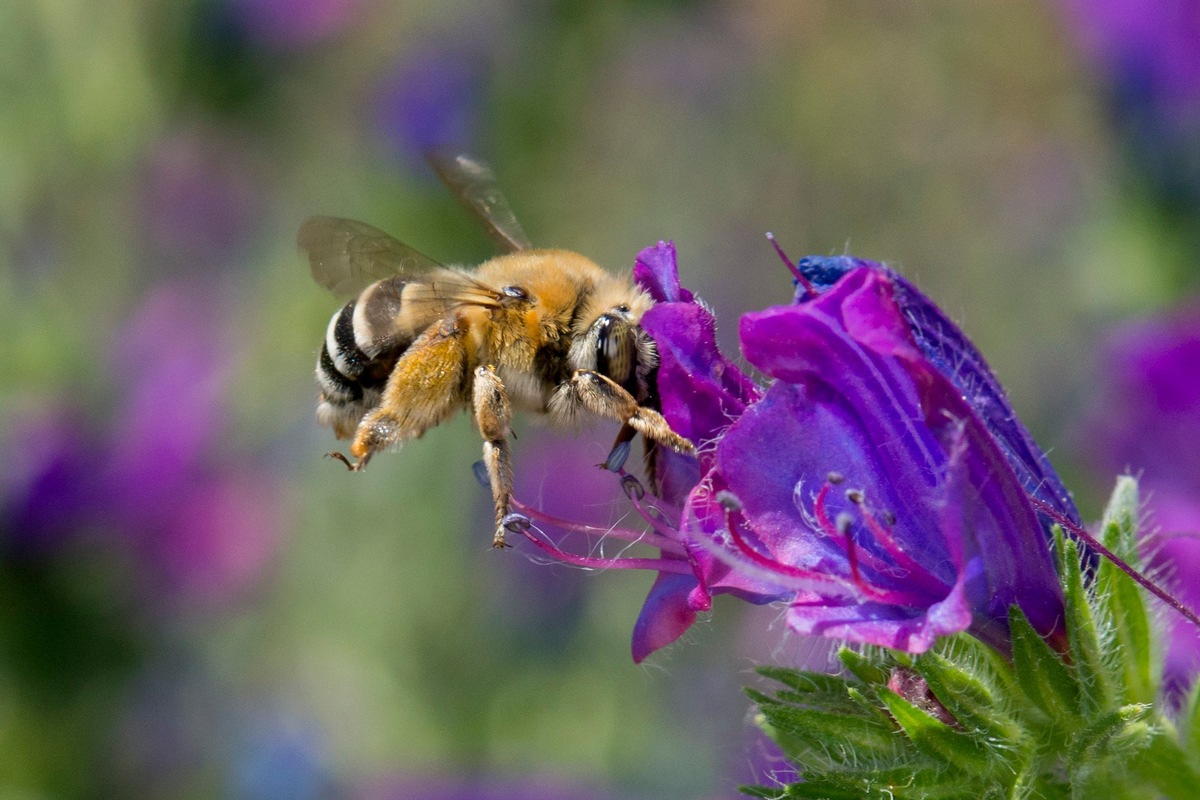 Was summt denn da? Auf Entdeckungsreise mit dem Wildbienen-Guide.