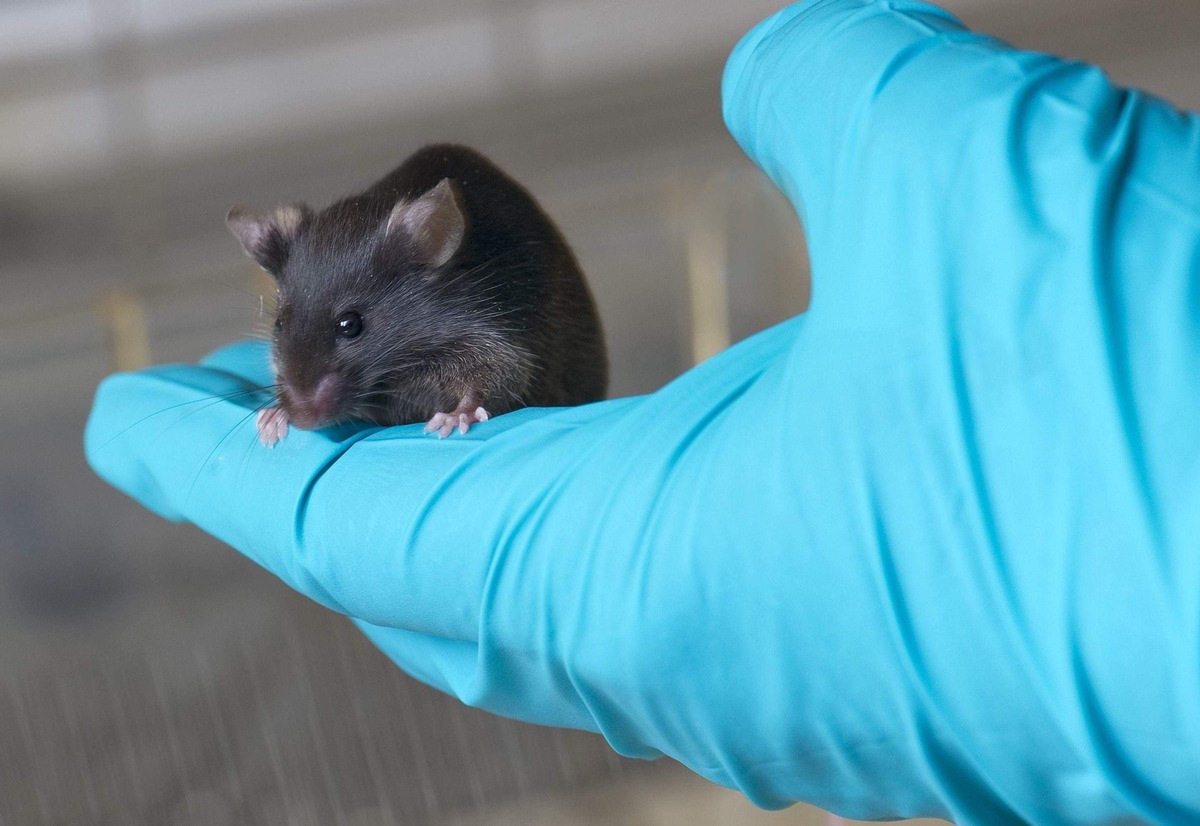 Les associations SAVIR, FfL et SGV déclarent le 10 juin 2023 comme Journée de l&#039;animal de laboratoire en Suisse - Visitez les stands d&#039;information à Bâle, Zürich et Fribourg.