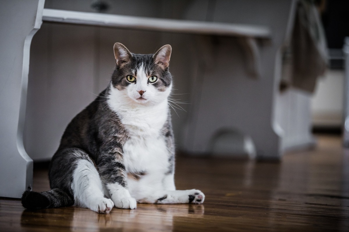 Après les excès de décembre, un régime à toute épreuve pour nos compagnons à quatre pattes