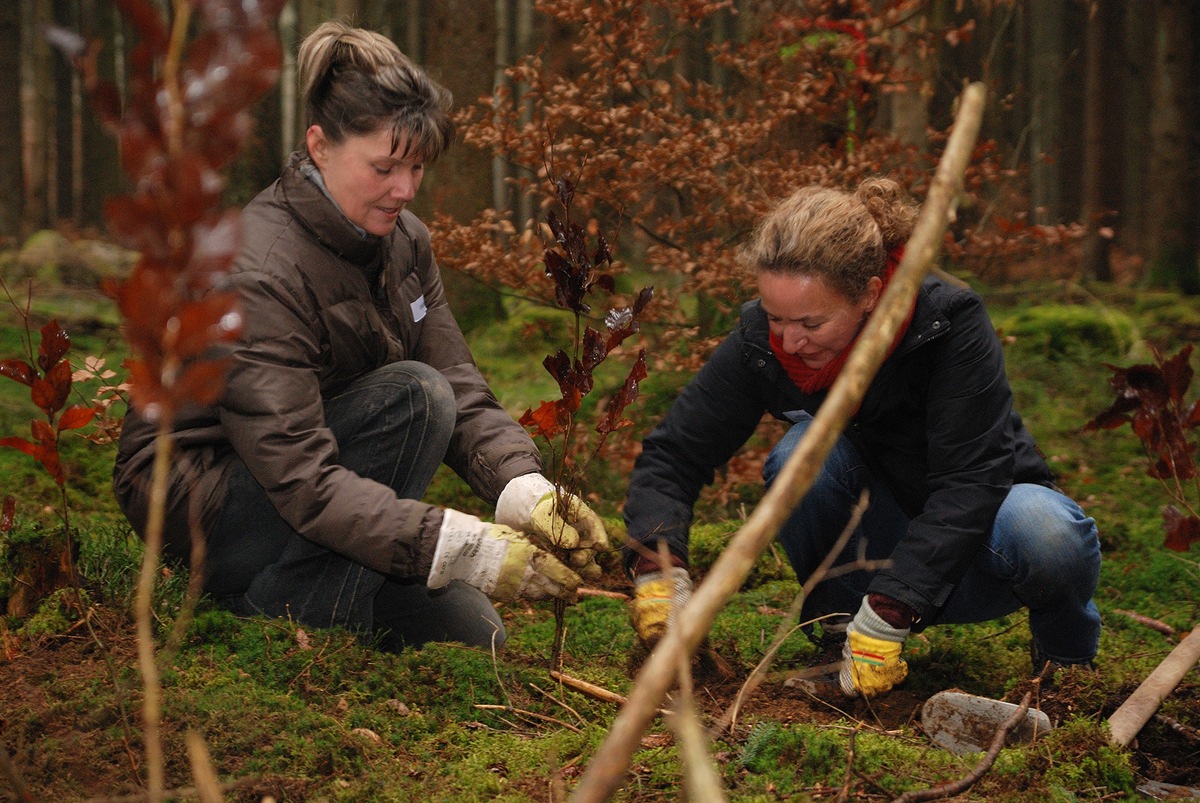 Freiwillige pflanzen mit dem Bergwaldprojekt e.V. 2600 standortheimische Rotbuchen im Forstenrieder Park bei München