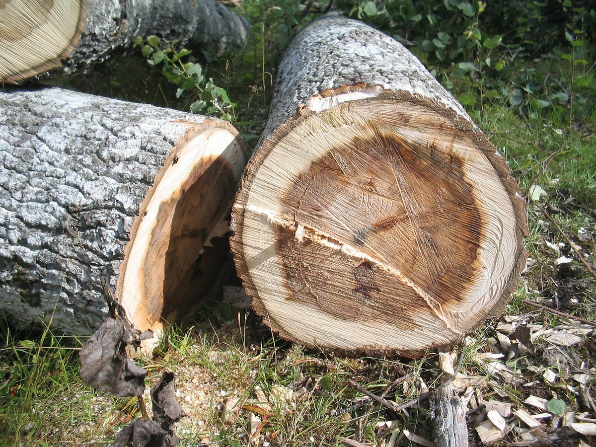 Baumabtragung mit Hilfe der Seilunterstützten Baumklettertechnik