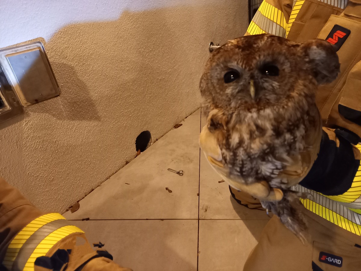 FW-EN: Wildvogel in Kamin am Ahlenberg - turbulenter Montag mit 6 Einsätzen