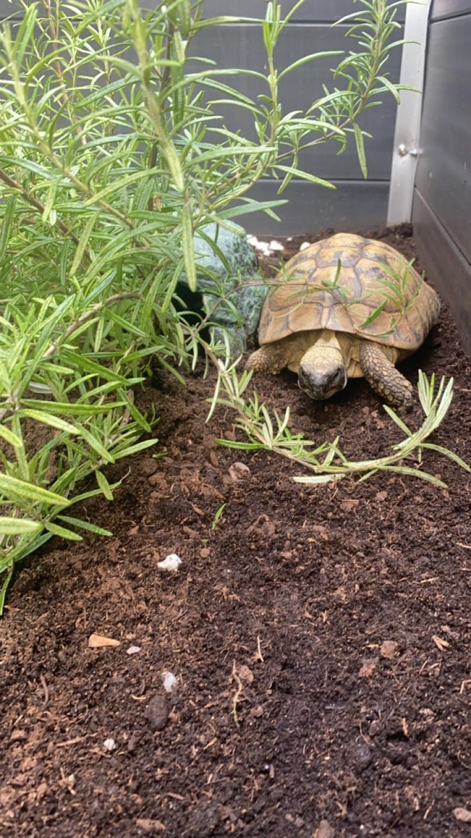 POL-MA: Heidelberg: Schildkröte gefunden - Besitzer gesucht