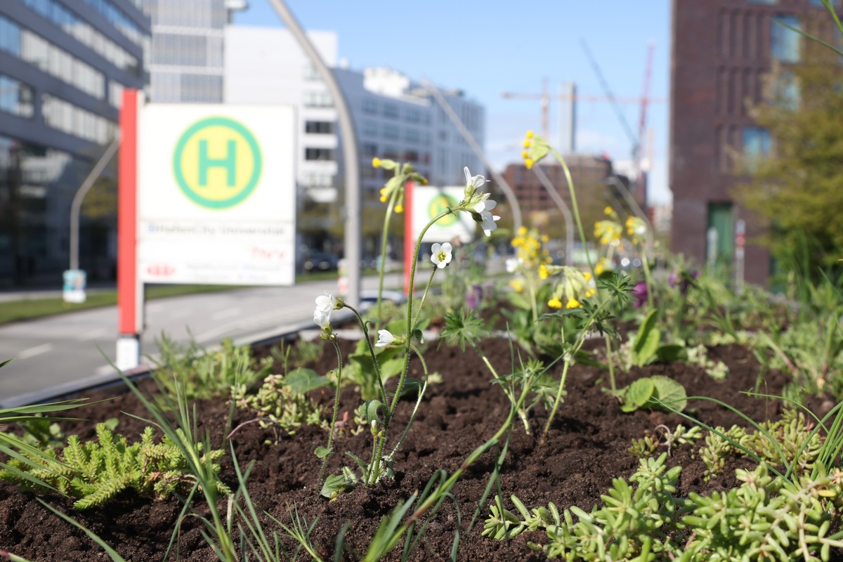 Mehr Platz für Hamburgs Wildbienen und Insekten: Wall und Deutsche Wildtier Stiftung haben Pilotprojekt zu begrünten Fahrgastunterständen um fünf neue Standorte erweitert