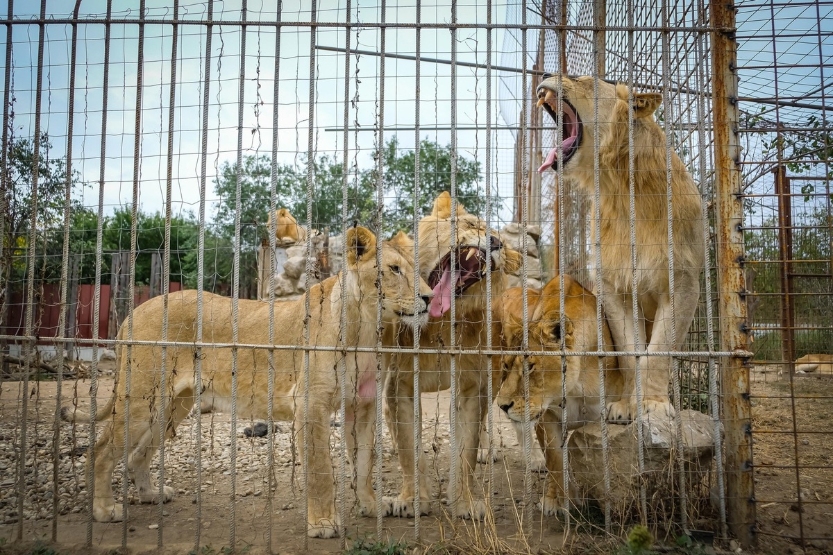 En Roumanie, QUATRE PATTES sauve sept lions