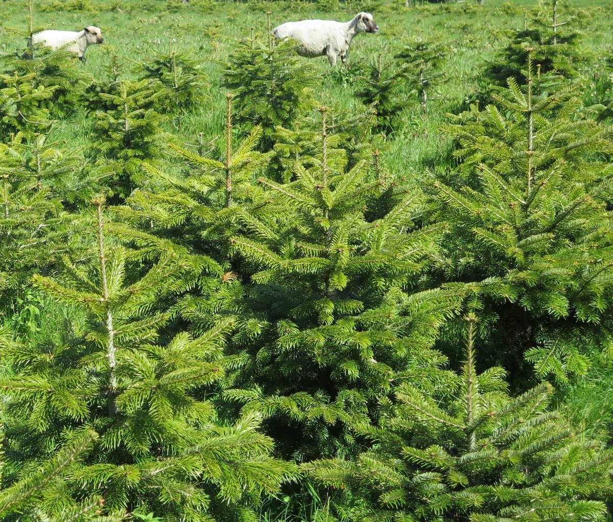 Weihnachten unterm Öko-Christbaum!