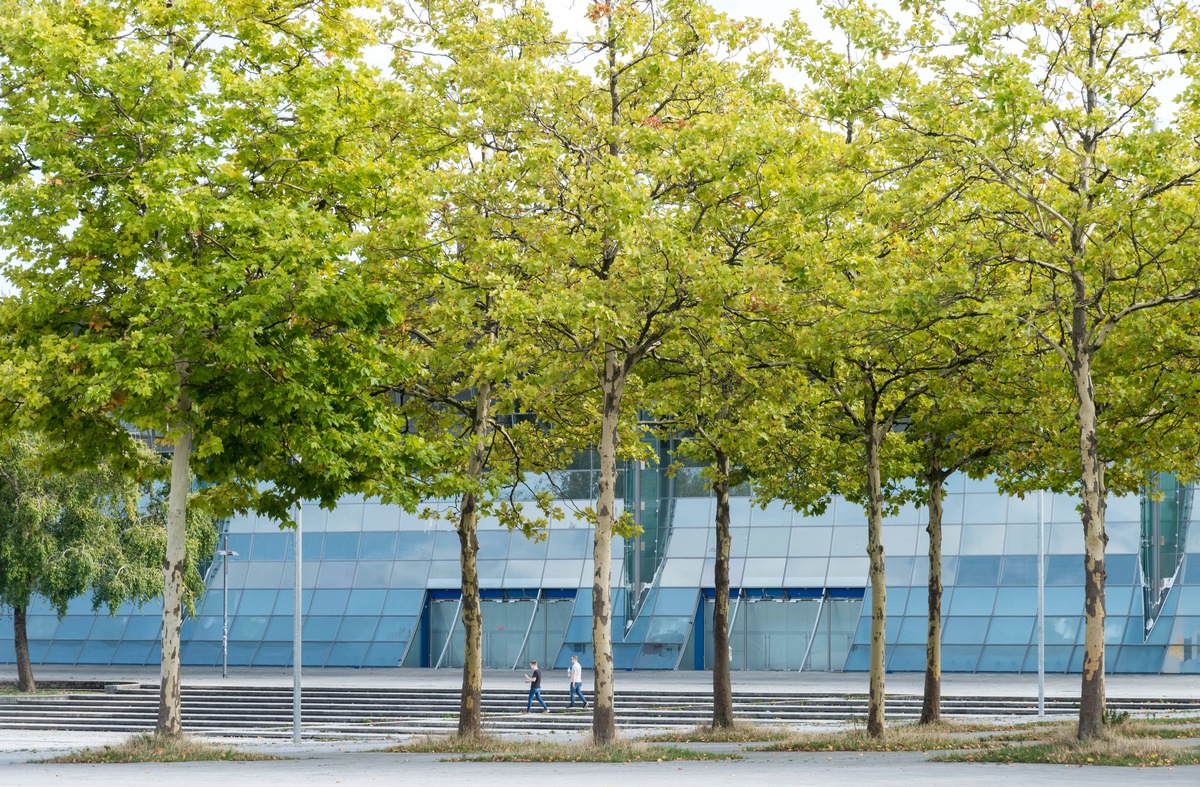 Klimawandel: Bund deutscher Baumschulen fordert Stiftungsprofessur des Bundes