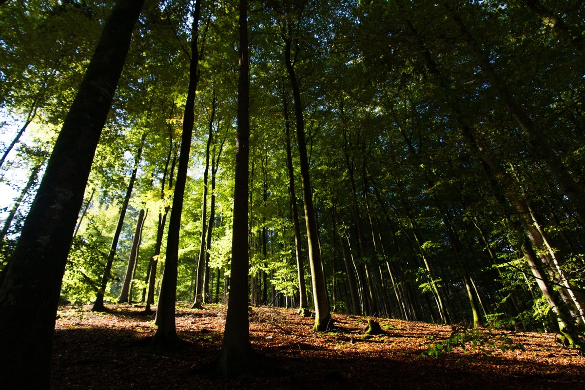 Im Wald &quot;baden&quot; - ein magisches Erlebnis an der Südlichen Weinstrasse