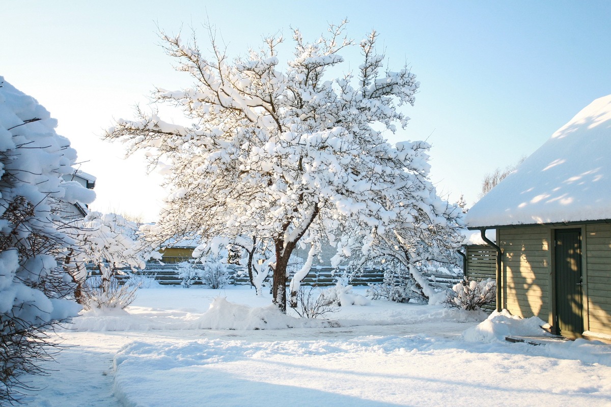 Bäume: Gesund und gestärkt aus der Winterruhe