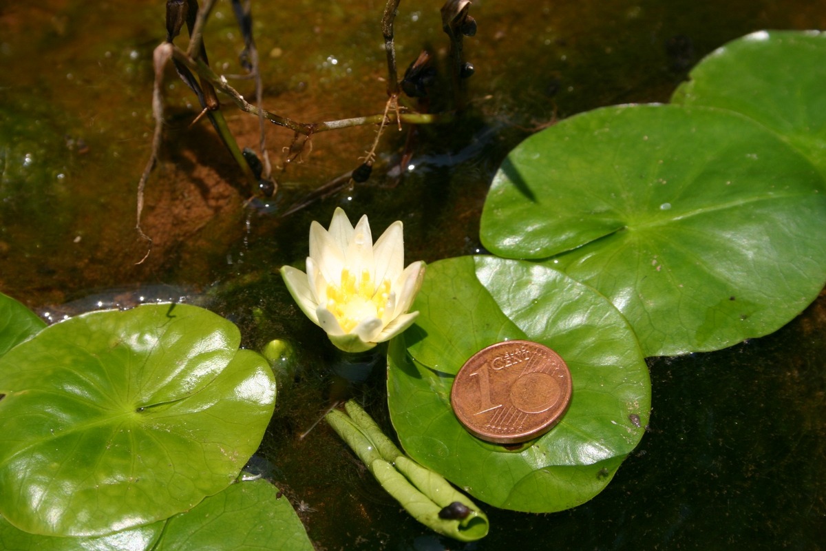 Forscher der Universität Koblenz entdecken als ausgestorben deklarierte kleinste Seerose der Welt in Ruanda wieder