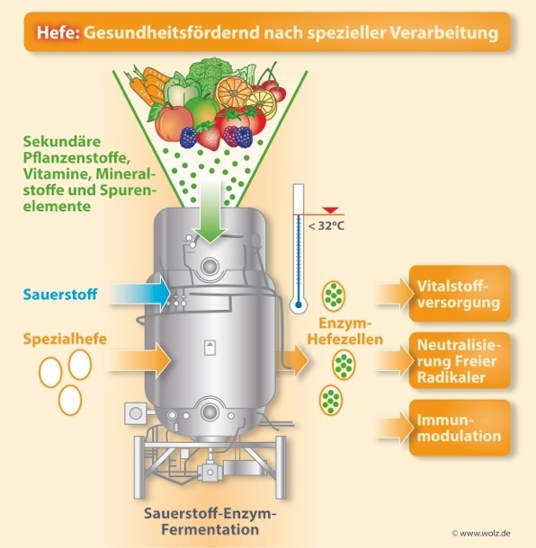 Aktuelle Studien: Hefe macht fit und stärkt die Abwehr! / Enzym-Hefezellen reduzieren Freie Radikale und modulieren Immunsystem (BILD)