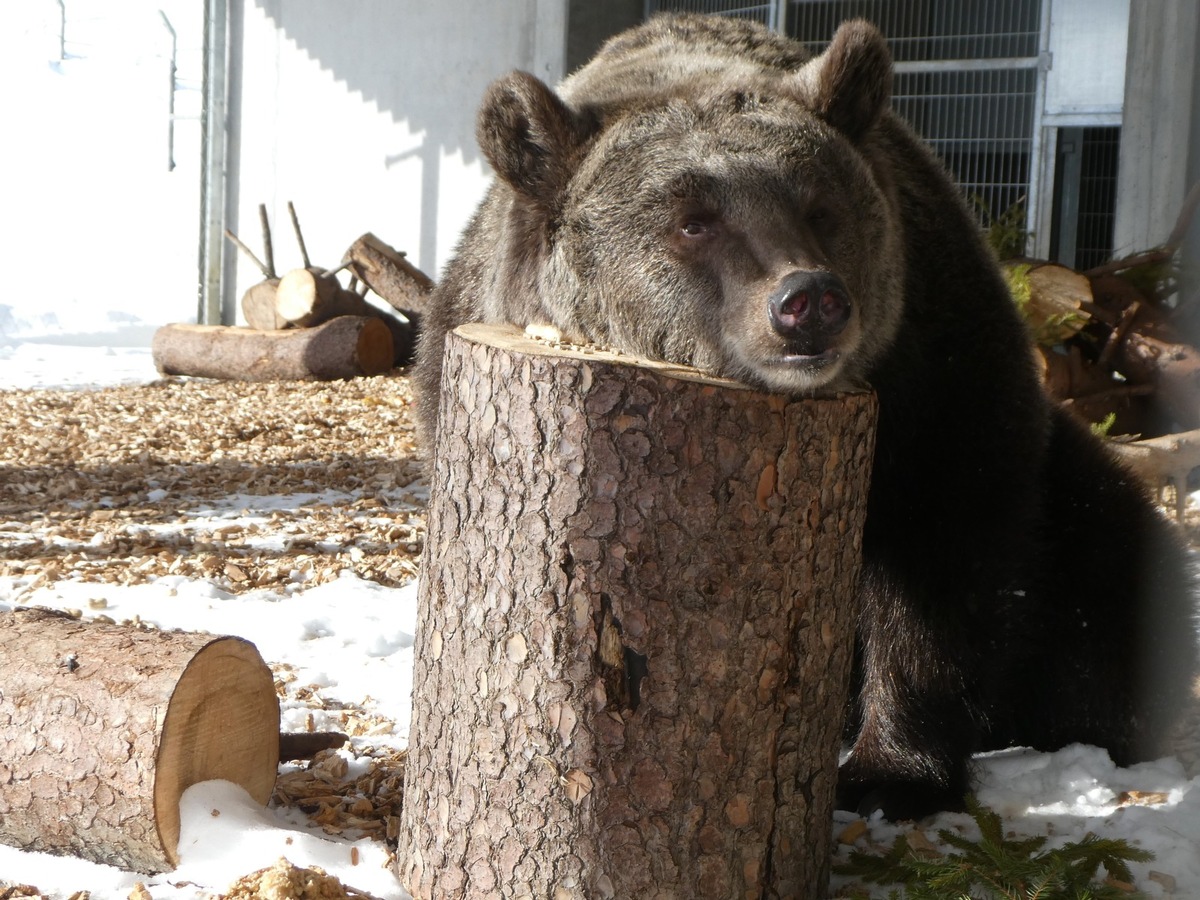 Une nouvelle vie pour Jambolina à Arosa Terre des Ours