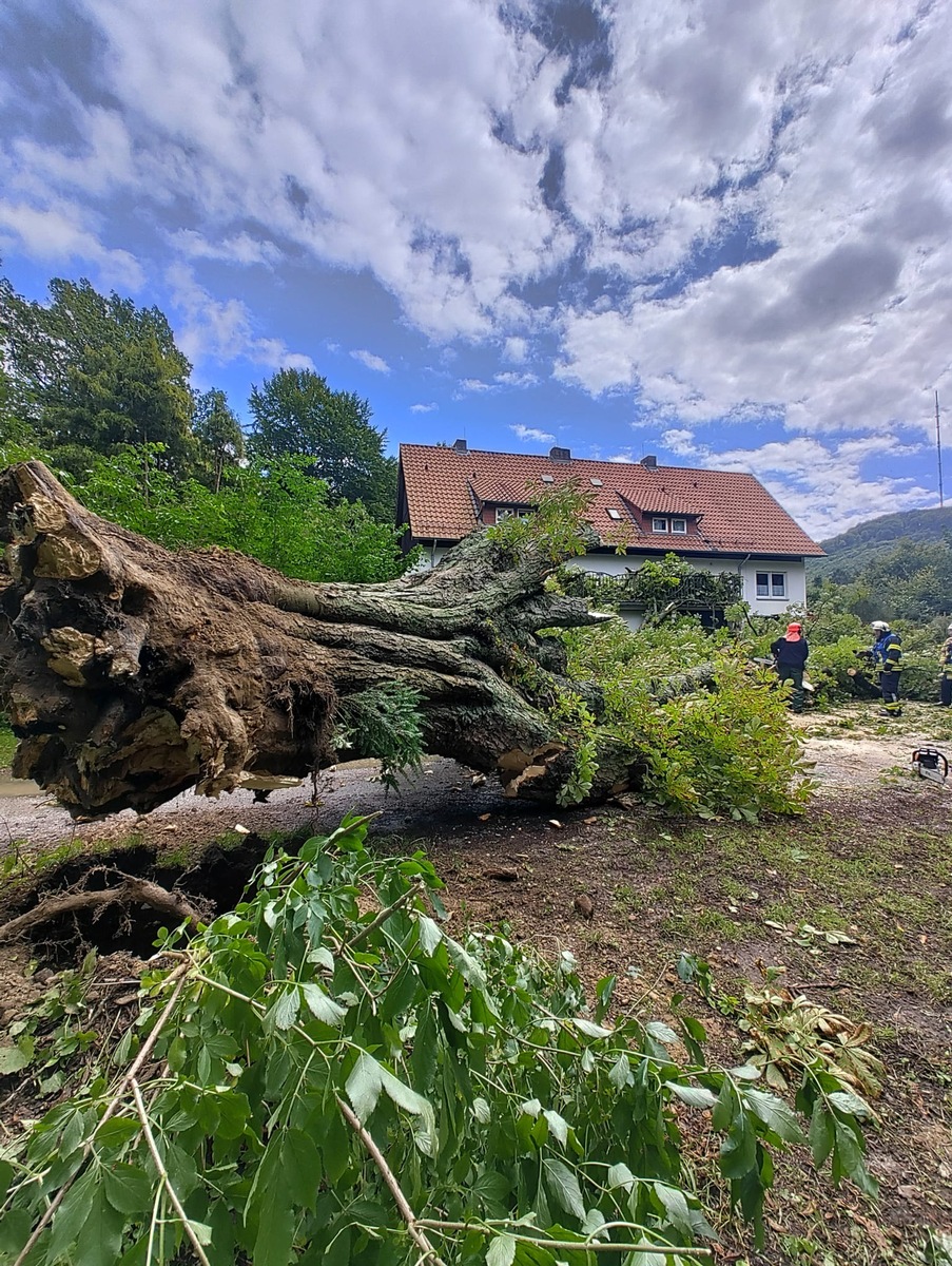 FW-DT: Kastanie gibt Windböe nach