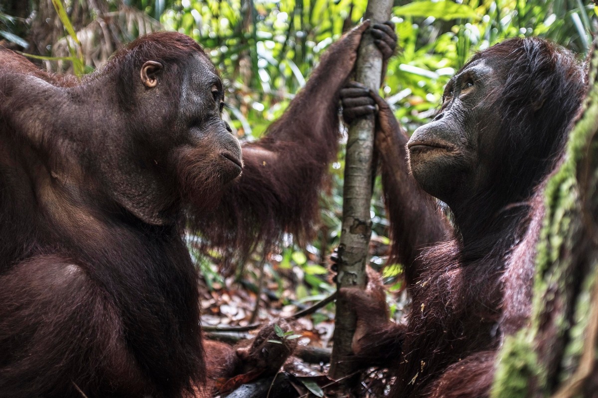 Borneo: 2022 werden die ersten Absolventen der ORANG-UTAN WALDSCHULE ausgewildert