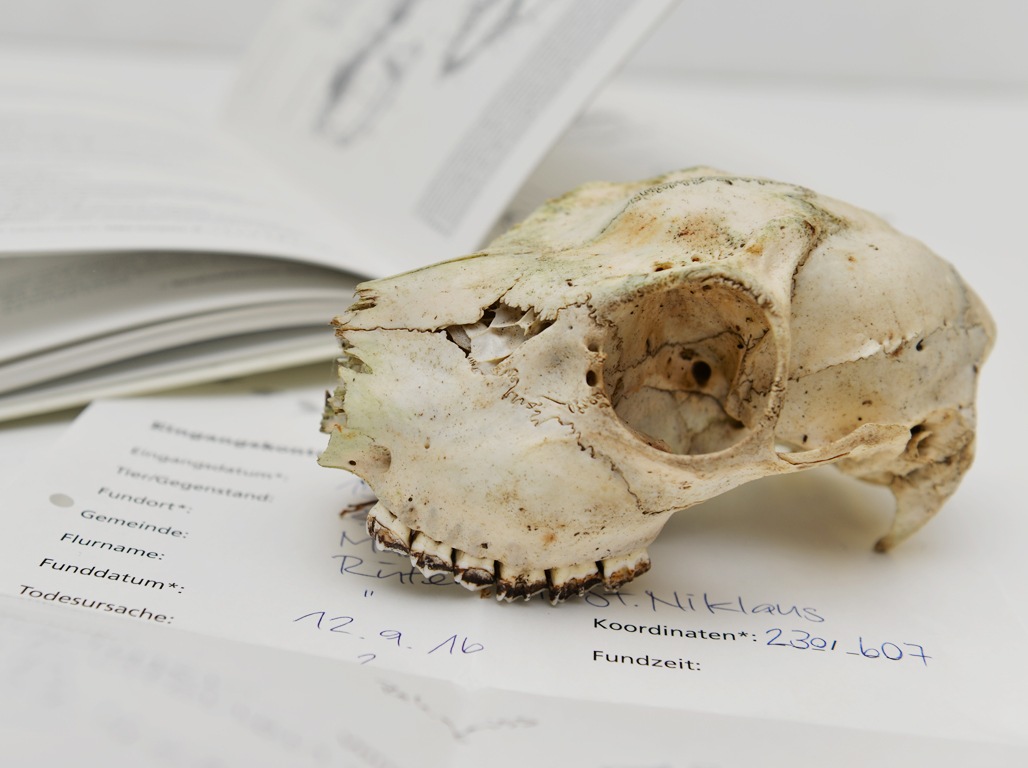 Spurenbestimmung und Kinderanlass im Naturmuseum Solothurn