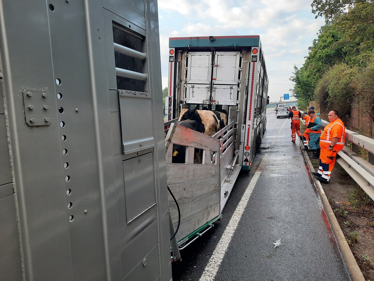 POL-VDMZ: Brennender Tiertransporter auf der A61 - 30 Rinder unverletzt