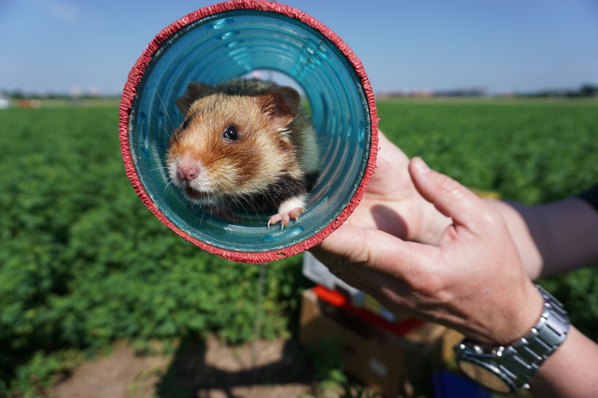 Von Hamster bis Wisent / Zooverband fordert geeignete Artenschutzmaßnahmen