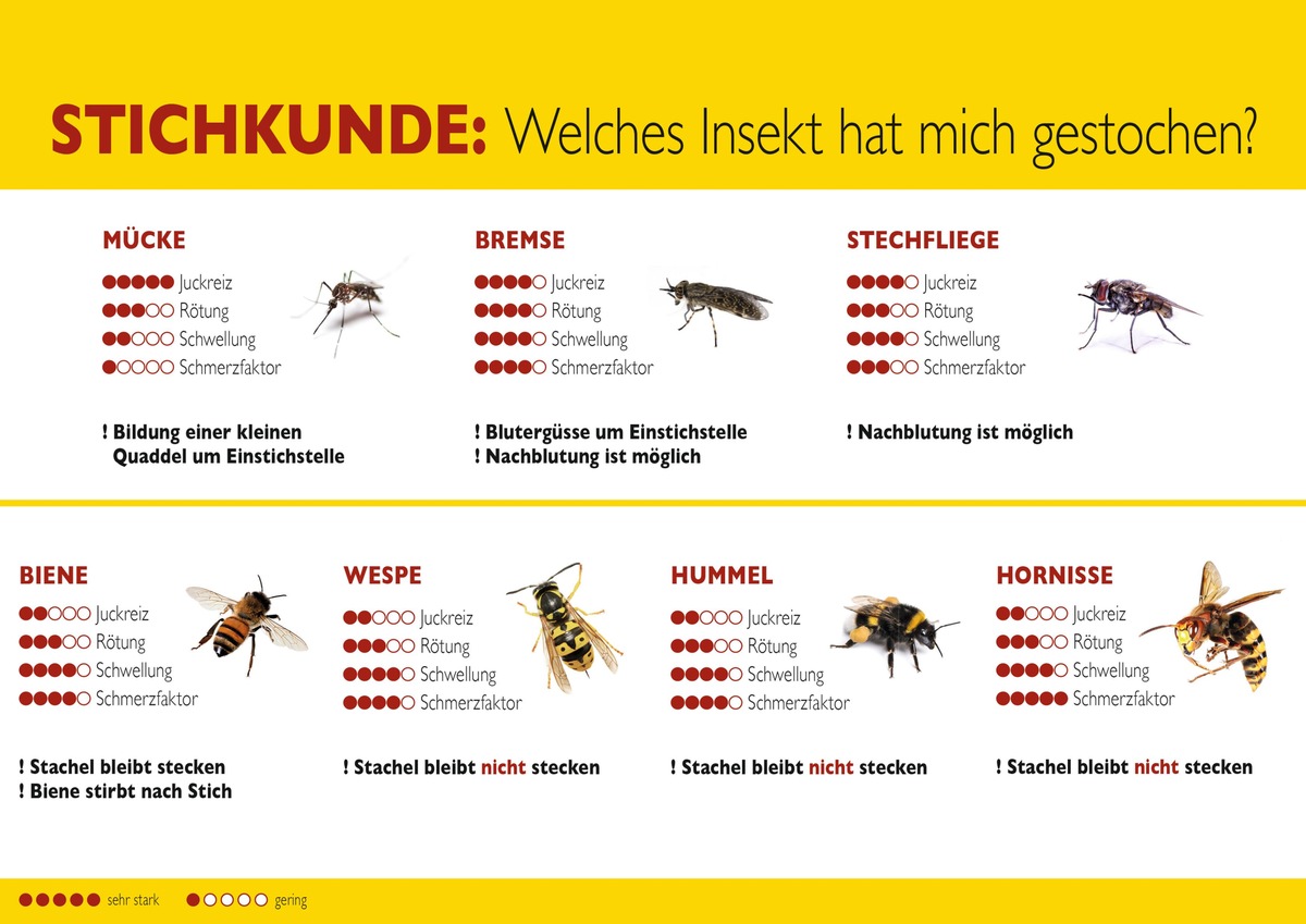 Hilfe bei Insektenstichen: Das ist im Ernstfall zu tun