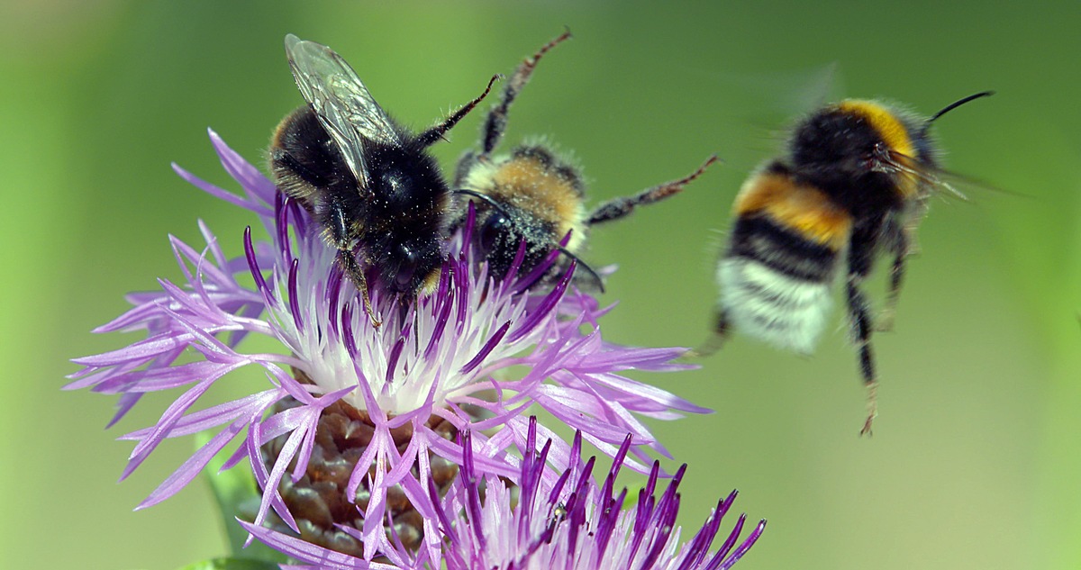 Ausgebrummt: &quot;planet e.&quot; im ZDF über das Insektensterben (FOTO)