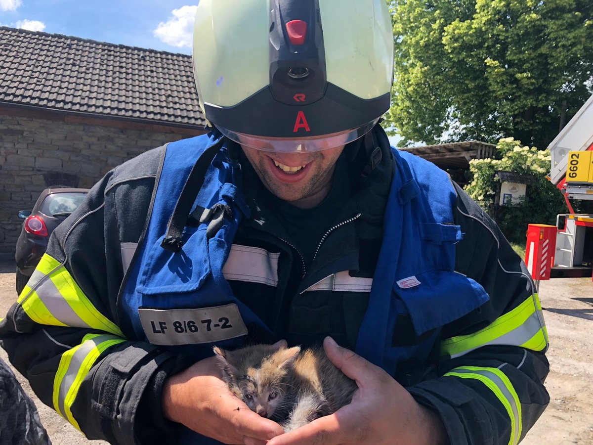 FW-EN: Bildmaterial Brand Albringhauser Straße - Gerettetes Katzenbaby