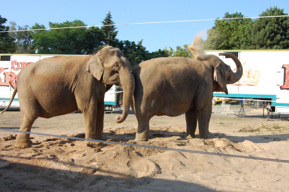 Aktionsbündnis: Bundesratsinitiative liefert keine ausreichende Begründung für Tierverbote im Zirkus