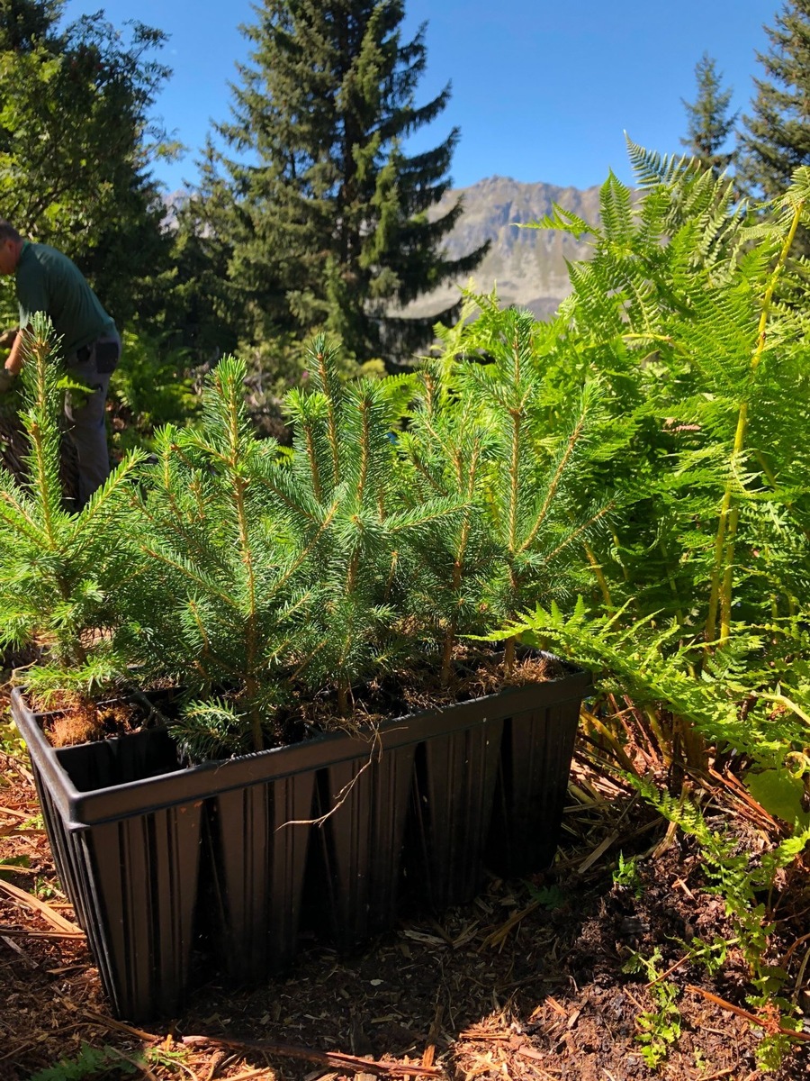 Grünes Urserntal: Bald spriesst der Andermatt Swiss Alps-Wald