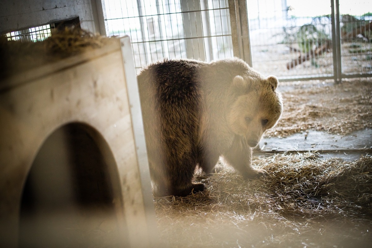 Les ours Sam et Jamila sont arrivés sains et saufs en Suisse