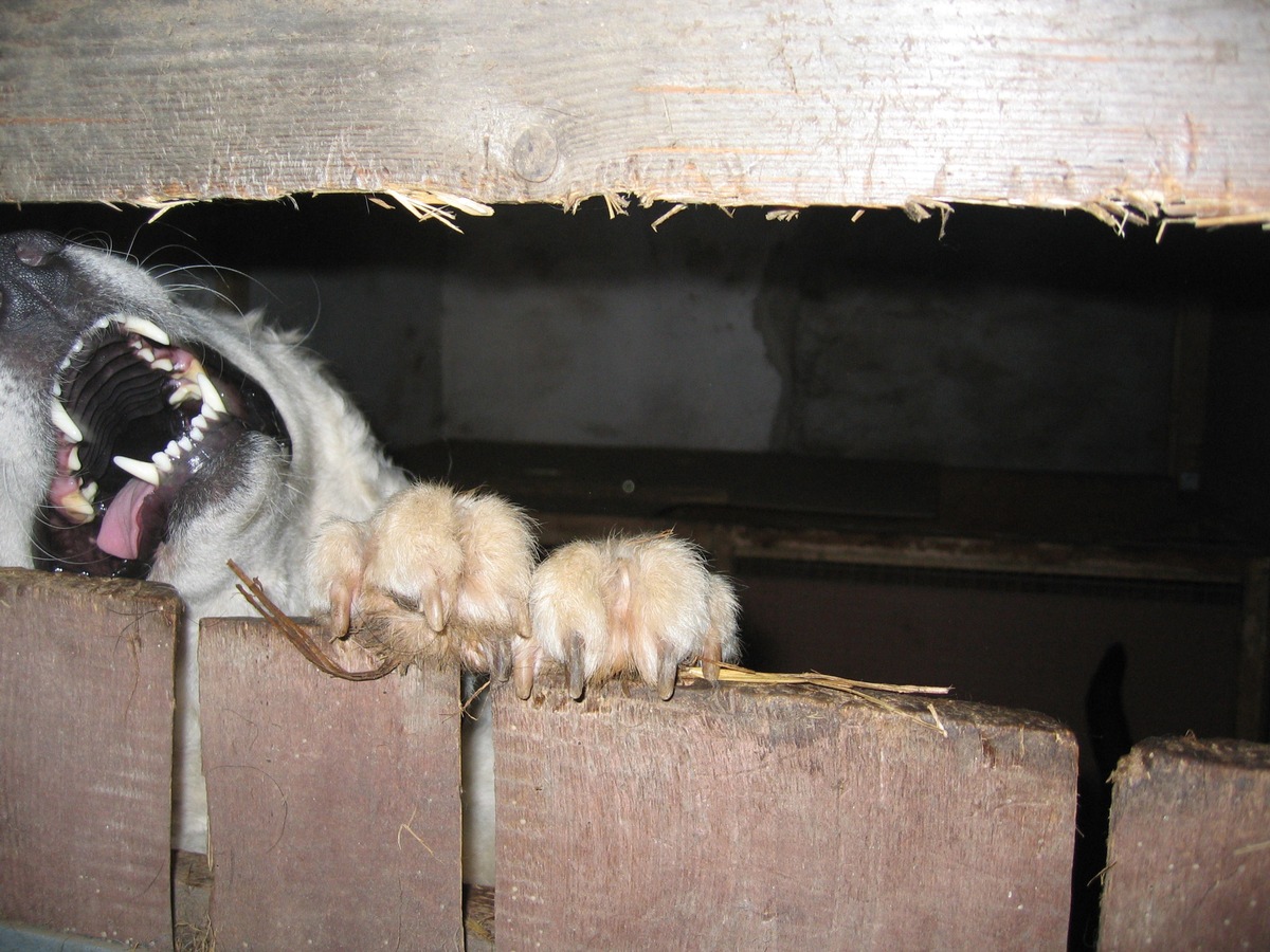 Dramatischer Tierschutzfall in Schleswig-Holstein: 67 Hunde und andere Tiere aus katastrophaler Haltung befreit