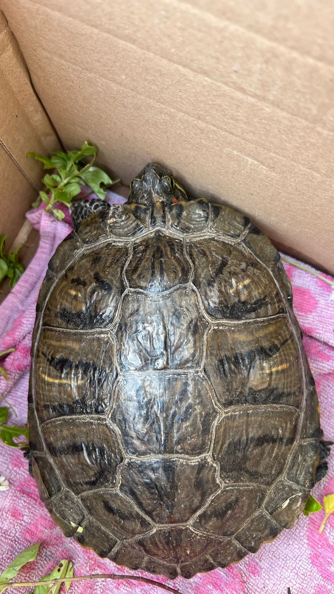 POL-DH: --- Weyhe, Polizei sucht Eigentümer einer Schildkröte (Foto) - Syke, Einbruch und Diebstahl von Kennzeichen ---