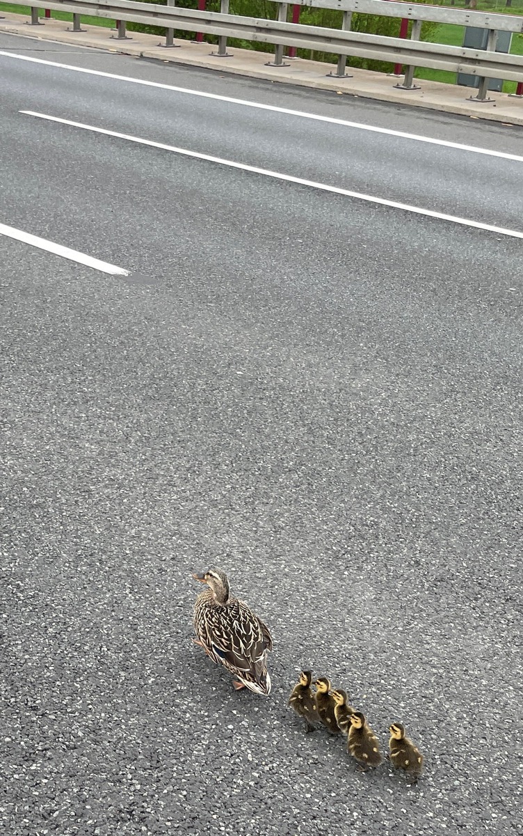 POL-GÖ: (166/2021) Polizei hilft alleinerziehender Mutter mit 5 Kindern aus gefährlicher Situation auf der Autobahn