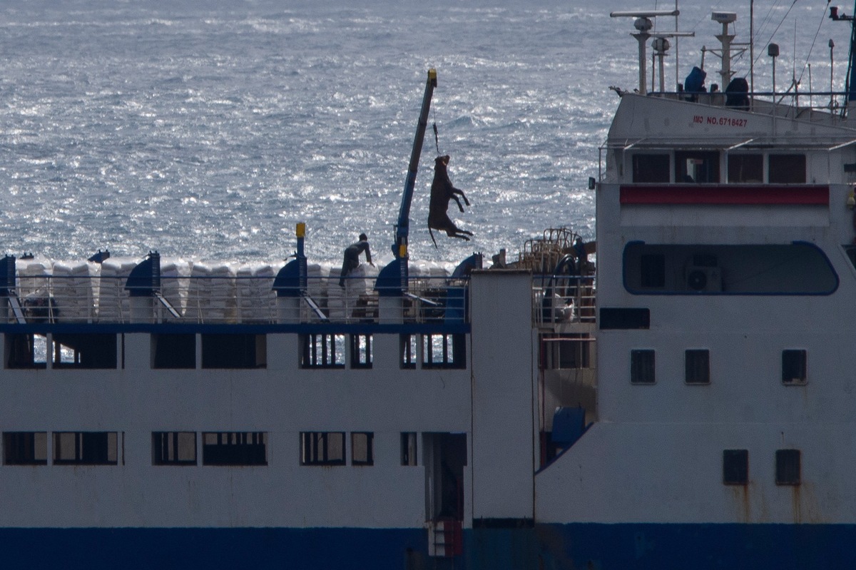 Déclaration de QUATRE PATTES concernant l’intention de la Nouvelle-Zélande d’interdire les transports d’animaux vivants par voie maritime