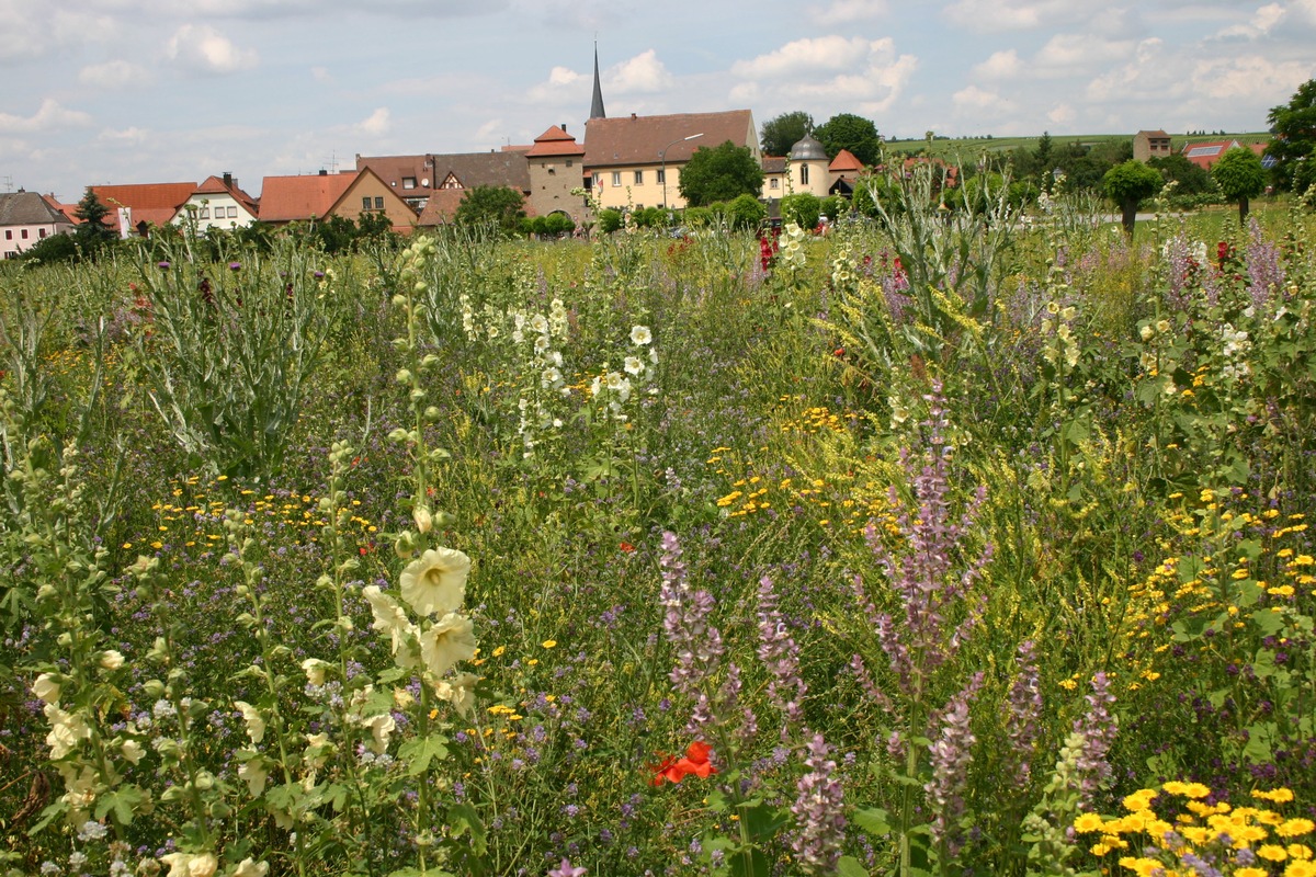 Alternative Energiepflanzen zu Mais helfen Bienen und Bauern / Deutscher Imkerbund beteiligt sich an Aktionswoche Artenvielfalt