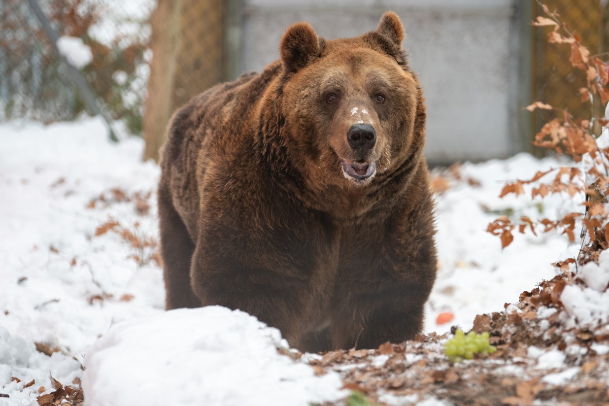 Le dernier ours de restaurant d’Albanie arrive à la FORÊT DES OURS d’Arbesbach recouverte d’un beau manteau blanc