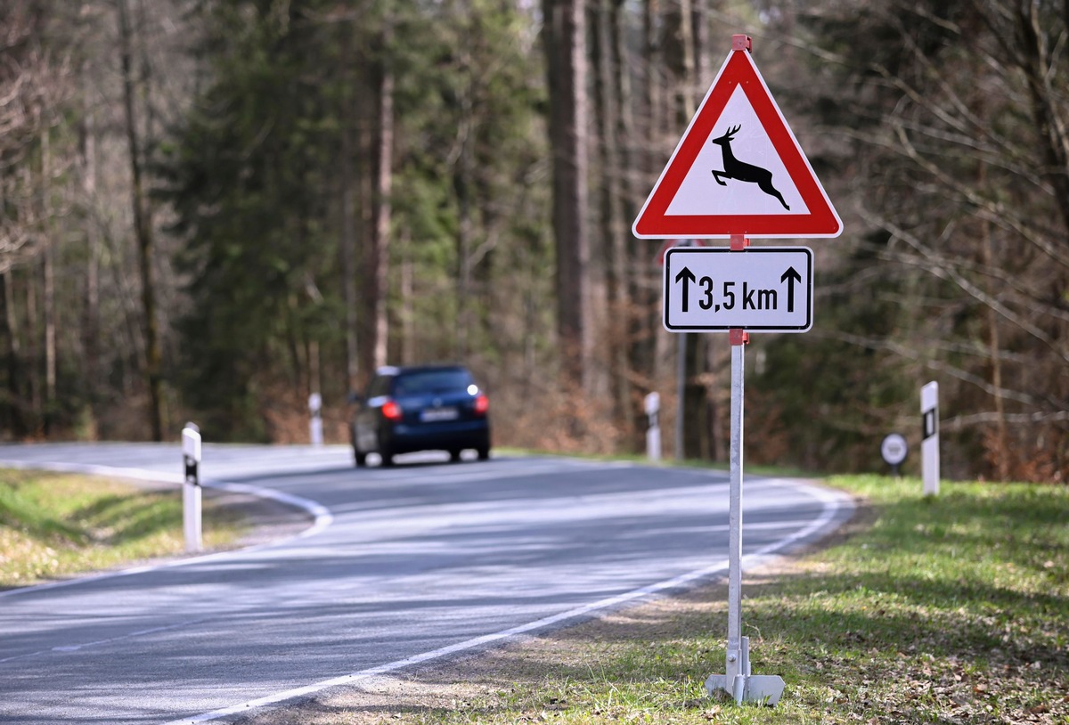 Wildunfall vermeiden: Wo Reh und Wildschwein häufig die Straße queren