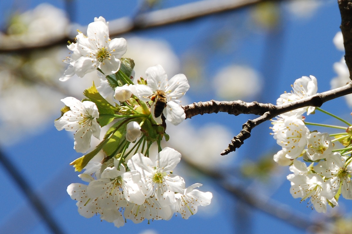 Bienennährgehölze gegen das Bienensterben