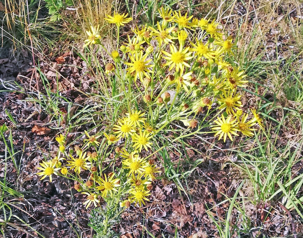 DBU: Auf der DBU-Naturerbefläche Borken wird wieder Jakobskreuzkraut entfernt