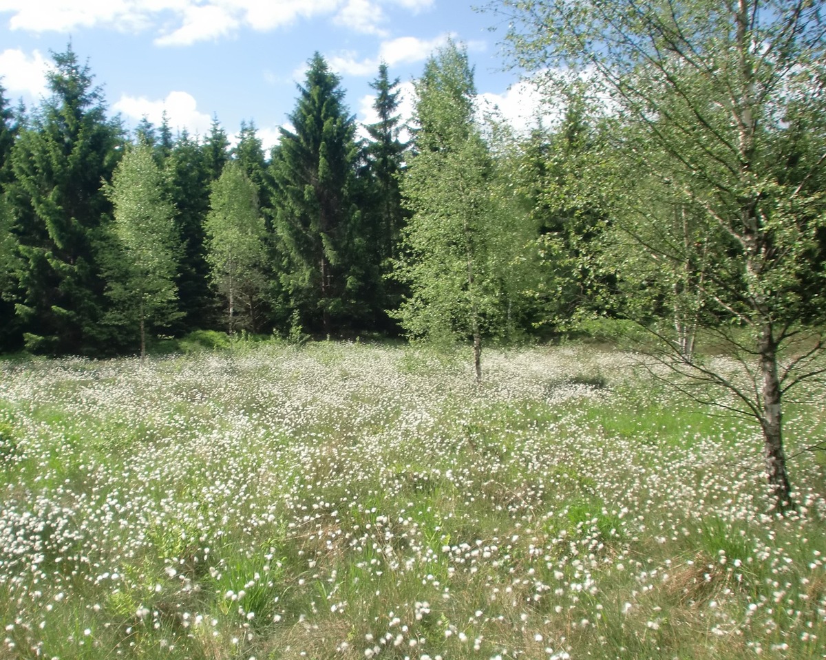 ACHTUNG Sperrfrist: 09.06.2019, 16 Uhr! Weg frei zum Reiterhof im Hartmannsdorfer Forst