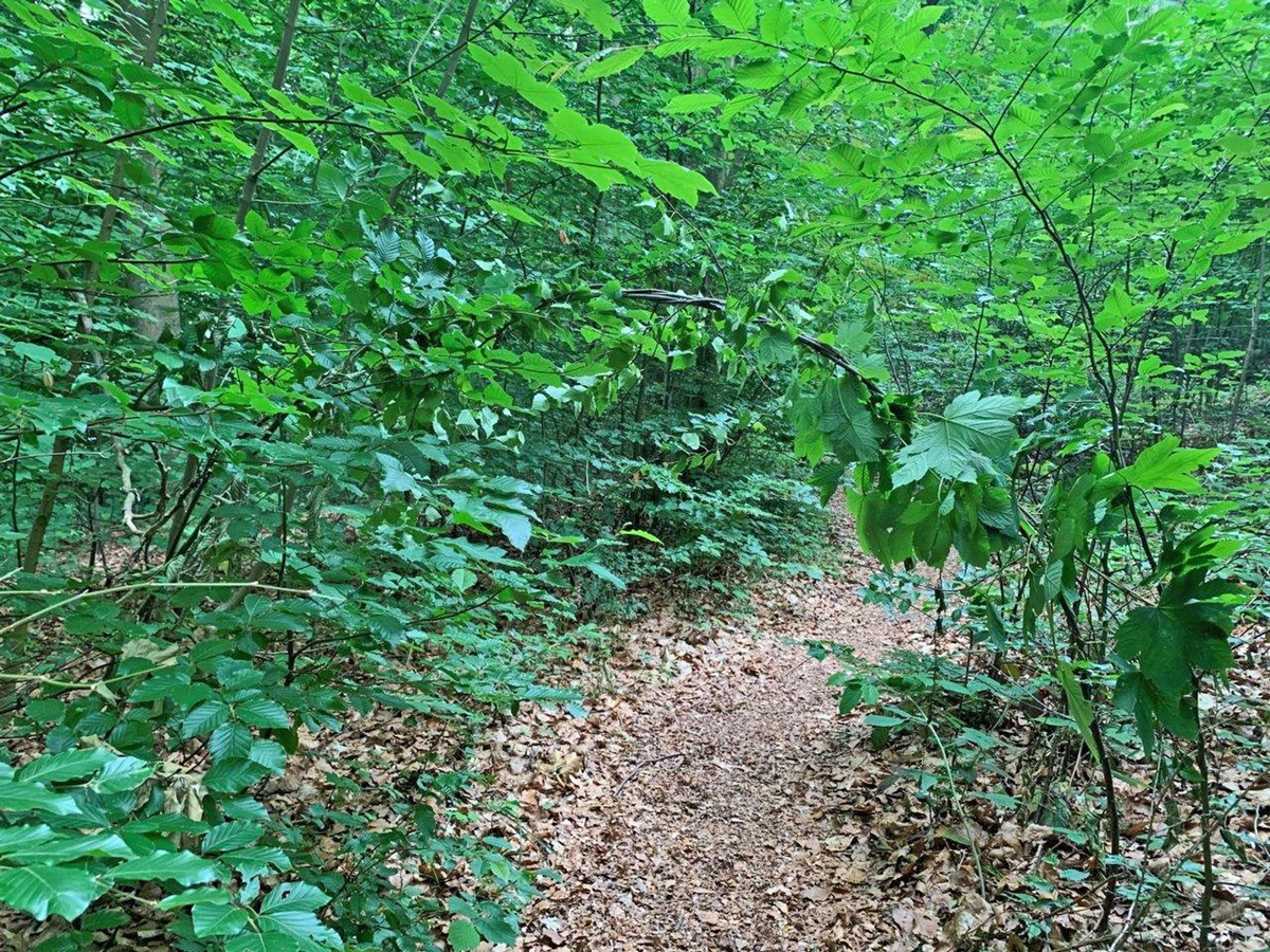 POL-ME: Unverantwortliche Fallensteller gefährden Mountainbiker - Wülfrath - 2006140