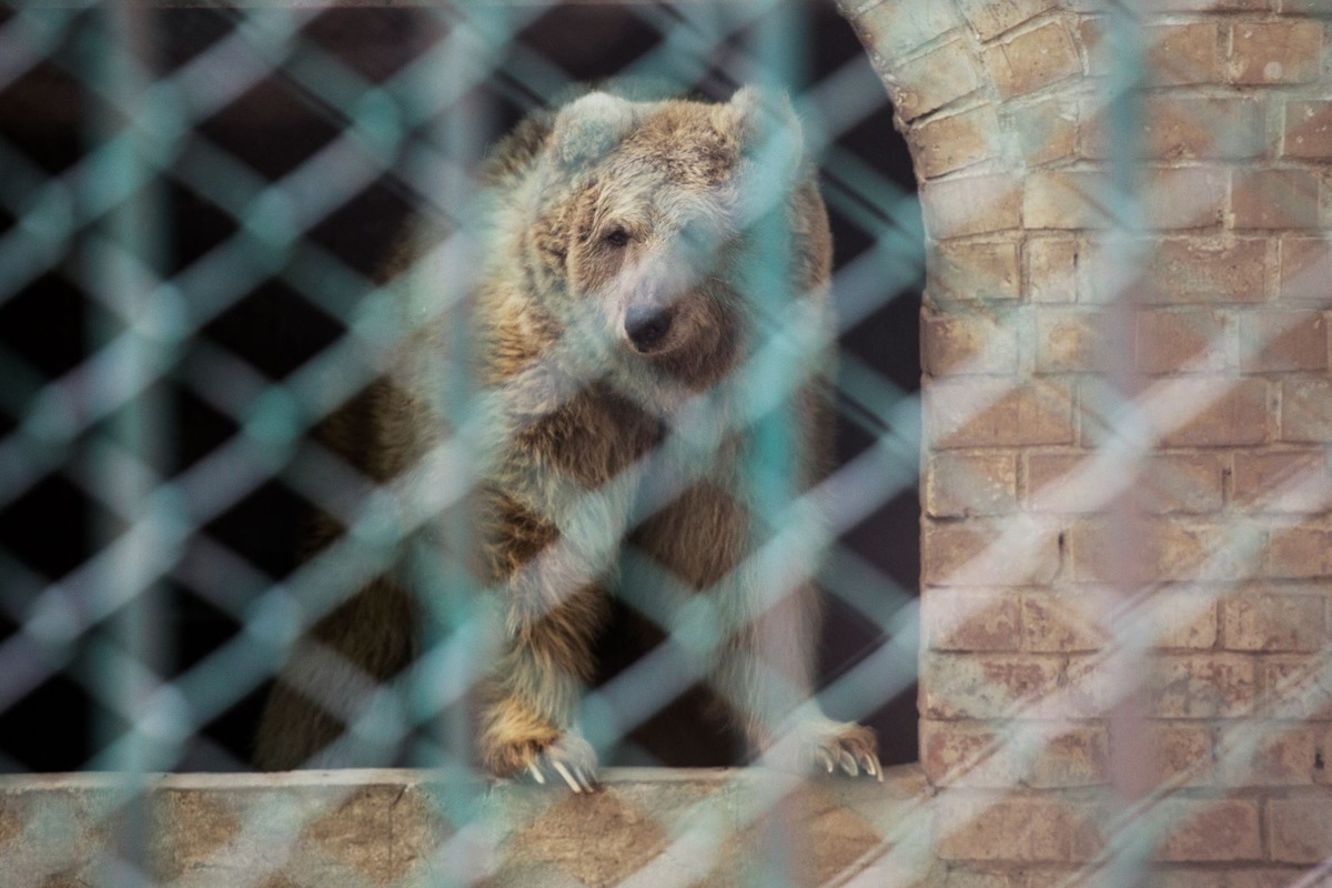 La fin du zoo de Marghazar à Islamabad