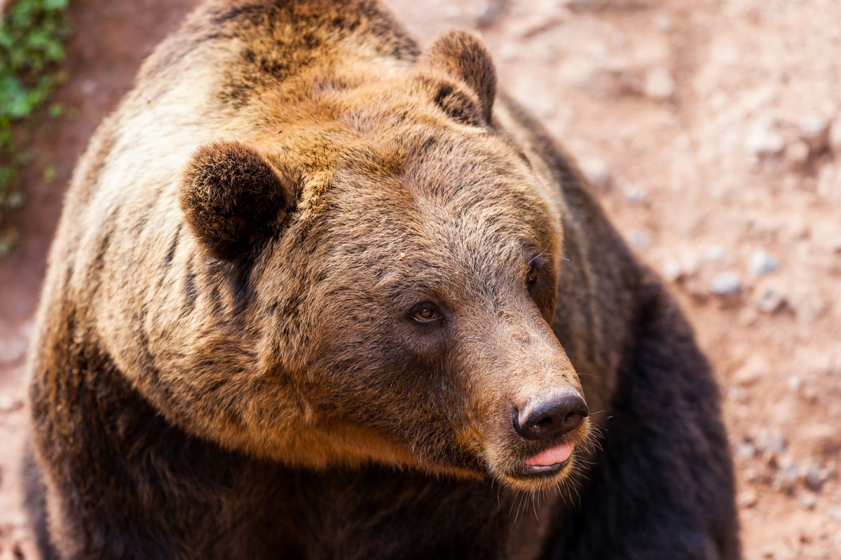 Bärenstarkes Wochenende im Wildparadies Tripsdrill