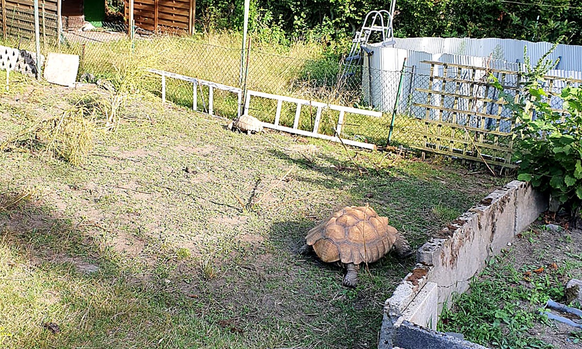 POL-GE: Zahlreiche Reptilien sichergestellt