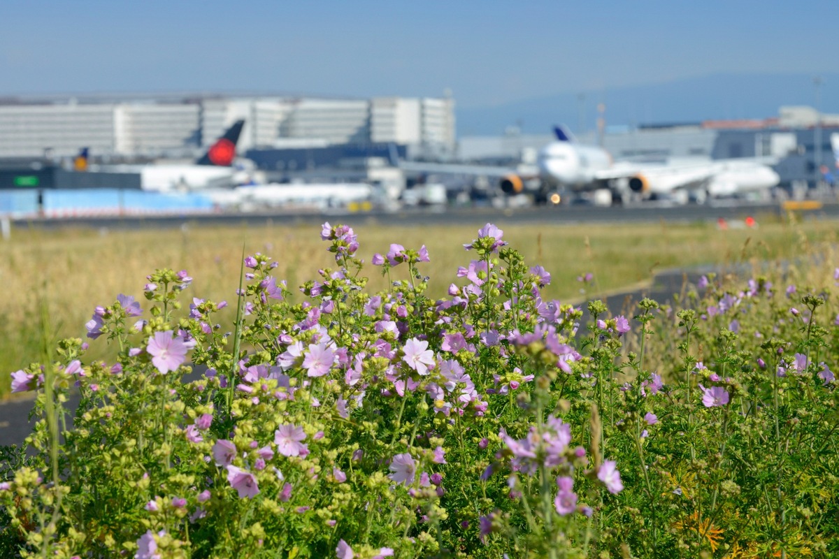 Schneller weg vom CO2:  Fraport senkt erneut Zielwert für 2030