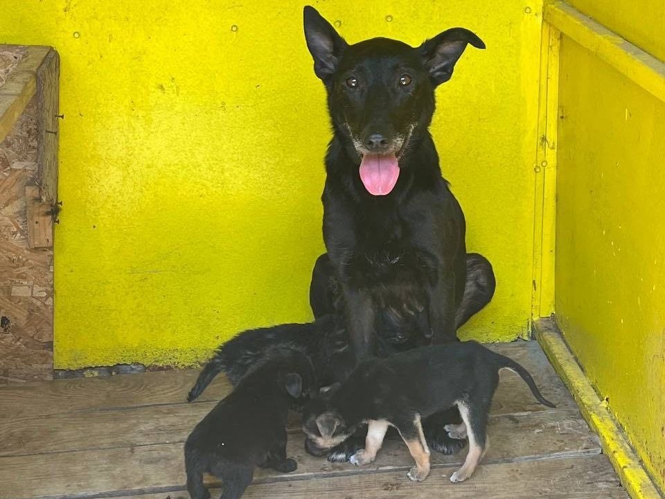 Nothilfe für Tiere nach Staudammbruch in der Ukraine