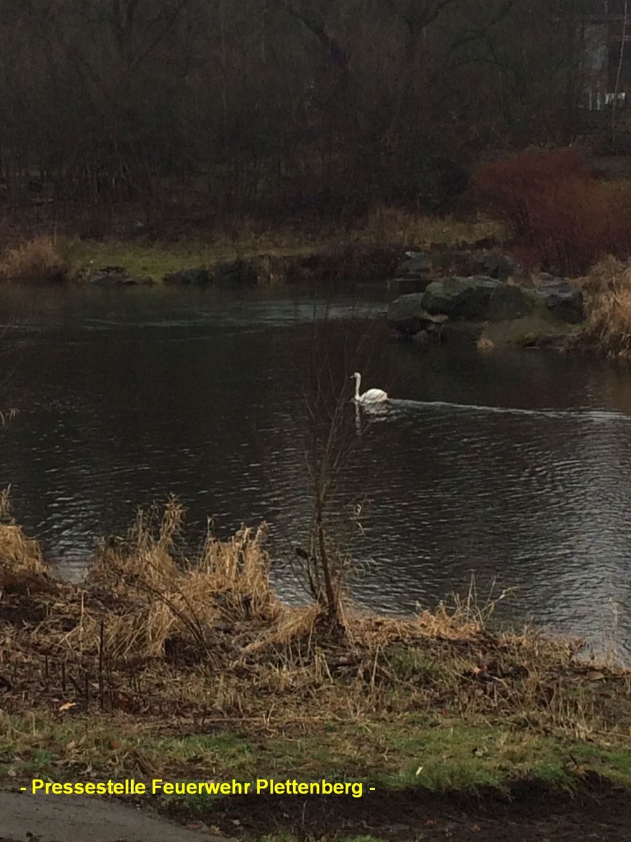 FW-PL: OT Holthausen/Ohle. Kollision zwischen LKW und PKW. Schwan in Notlage