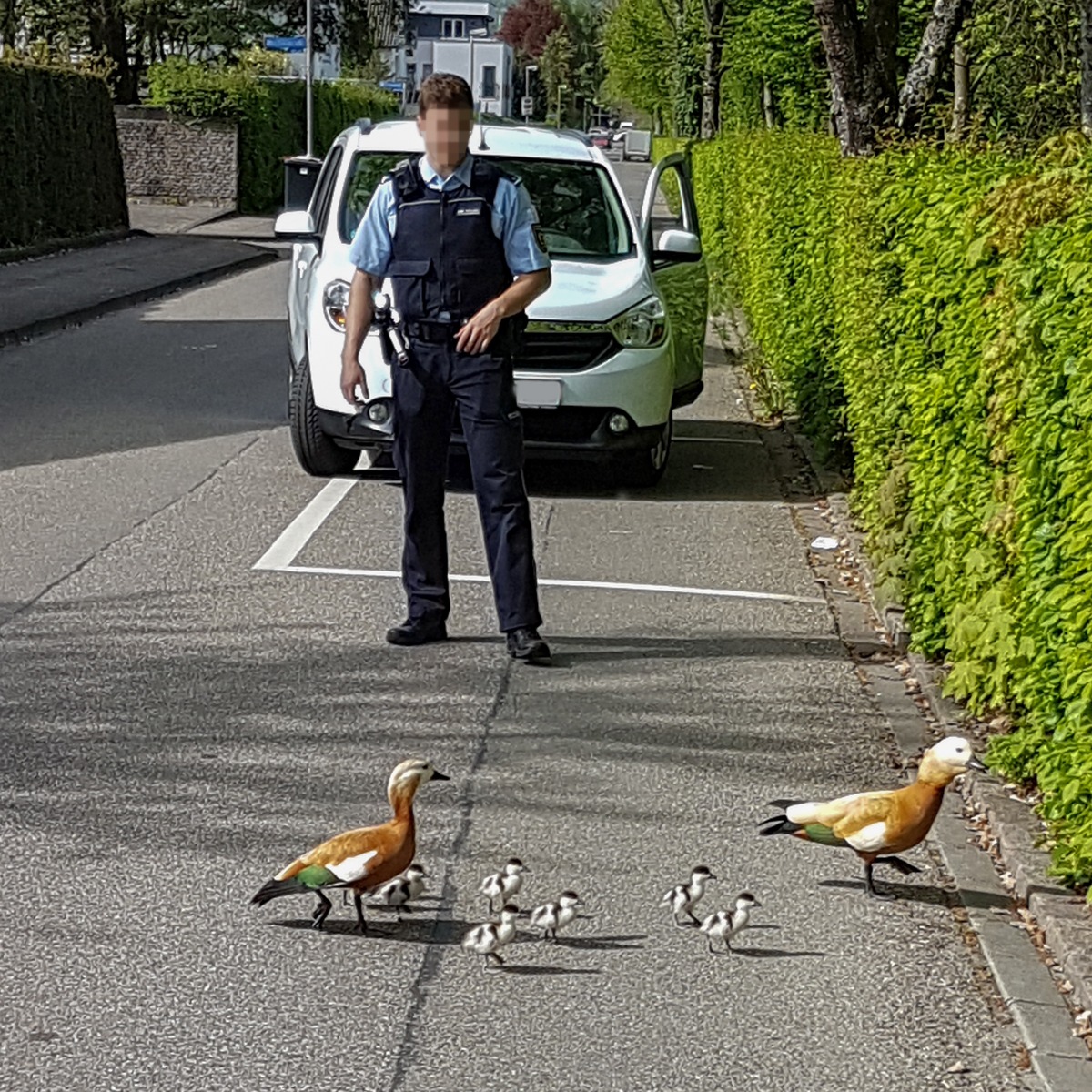 POL-FR: Schopfheim: Gänsefamilie macht Ausflug in Fahrnau