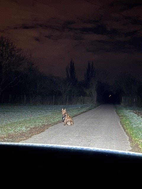 POL-PDLU: Römerberg - Hund vor Polizei geflüchtet, Halterin gesucht