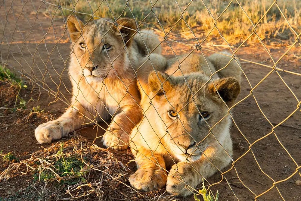 Pressemitteilung des Global Nature